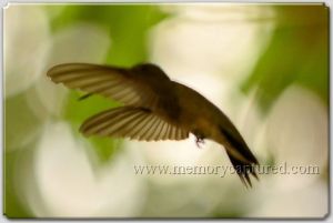 Hummingbird (3).jpg